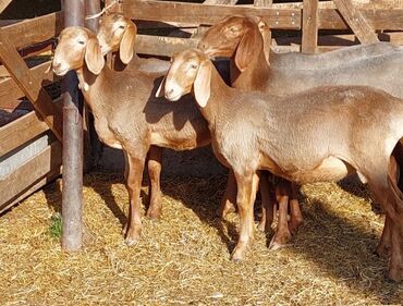 стрижка кошек с выездом на дом: Продаю | Овца (самка), Ягненок | Арашан | Для разведения | Племенные, Осеменитель, Ярка