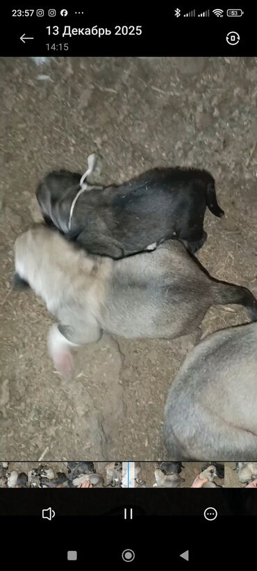 Продажа собак: Кангал чистокровный Пастушьи собаки крупного типа (светло-палевый — 12