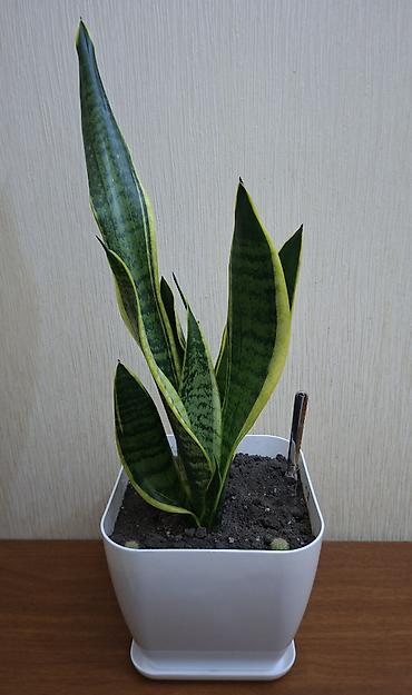 саландра цветок: Sansevieriya "Laurentii" (Qayınana dili) dibçəkdə ​Sansevieria otaq — 2