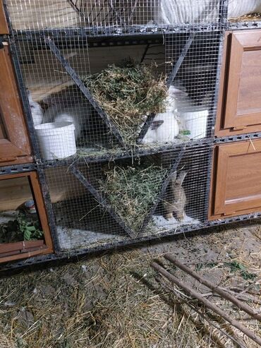 Gəmiricilər: 10azndan - 20azna qədər qiymetler deyişir Diri çəkiləri 1kq -3kq -da lalafo.az — 3 Gəmiricilər: 10azndan - 20azna qədər qiymetler deyişir Diri çəkiləri 1kq -3kq — 3