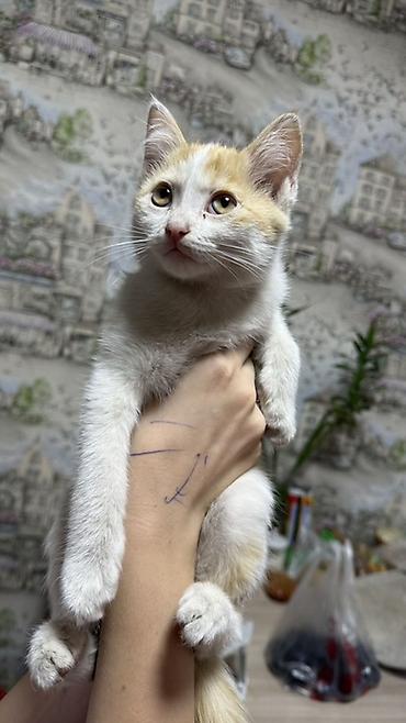 кошка золотая шиншила: Котёнок, окраска бело-рыжая (пятнистый), короткошёрстный. Большие — 2