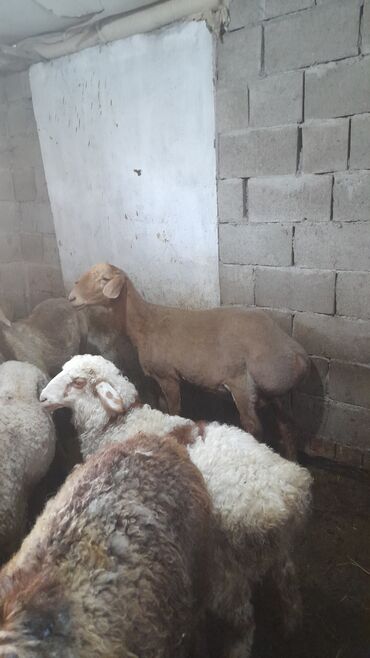 продаю баран арашан: Сатам | Ургаачы кой (ургаачы), Козу | Гиссар, Аргын, Эдильбай | Союуга, Көбөйтүү үчүн, Жүн үчүн | Асыл тукумдуу, Бооз, Жасалма жол менен боозутуу