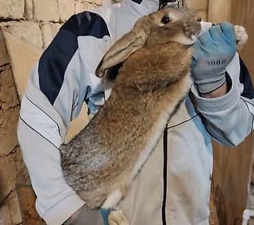 Dovşanlar: 🐇 Velikan və Kaliforniya Dovşanları Satılır Təmiz qan xəttindən olan — 6