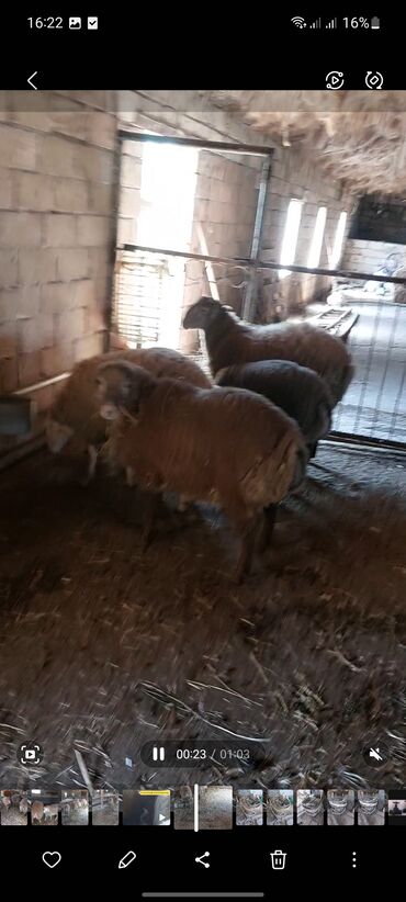 Quzu: Super emlik quzular diri çəkisi 10 manata — 14