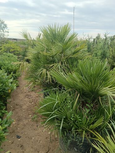 Landşaft işləri: Dekarativ bitgilerin satişi
xan cinar
ekvalit
zeytun — 19