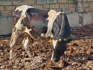 simental inekler satilir: Dişi, il: 3, 350 kq, Damazlıq, Südlük, Ünvandan götürmə