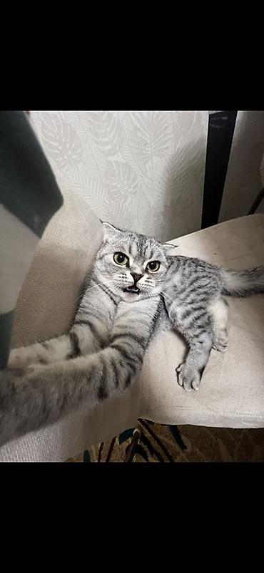 комару кот порода: Шотландская вислоухая кошка (Scottish Fold), окрас серебристый табби — 4