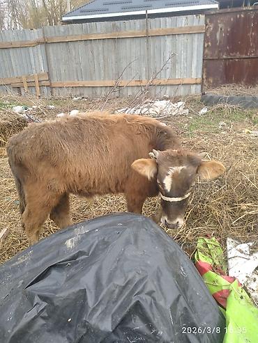 Коровы, быки: Продаю | Бык (самец) — 4