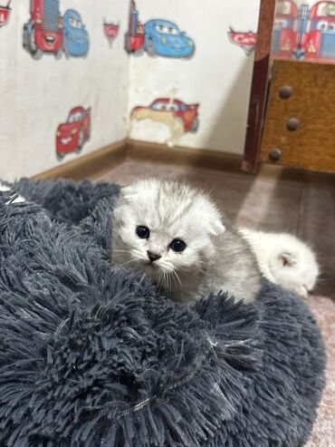 Pişiklər: Britan — 5