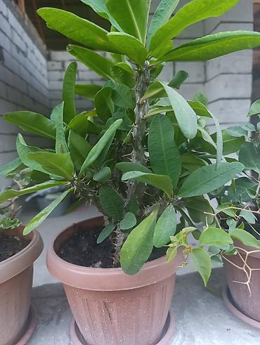 Молочаи: Комнатное растение «Молочай Милла» (Euphorbia milii, «Корона Христа») — 4