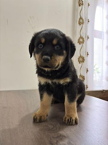 İtlər: Rotveyler, 2 ay, Dişi — 10