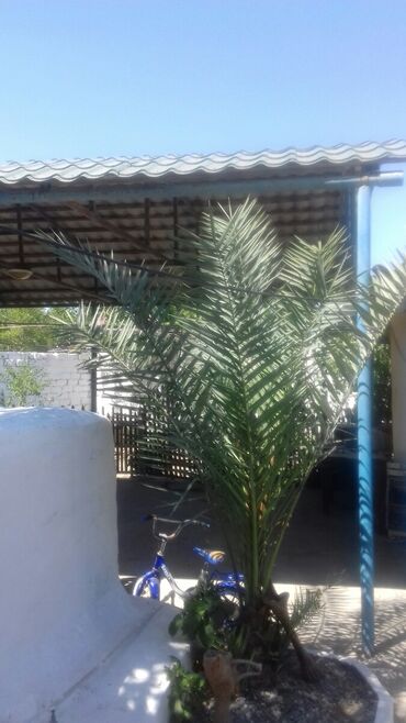 Bağ evlərinin kirayəsi: 100 kv. m, 3 otaqlı, Hovuzsuz, Qaz, Su, İnternet — 9