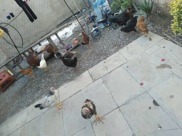 toyuq cuceler: Toyuq cücələri, Ətlik, Ünvandan götürmə
