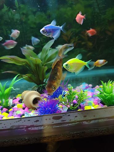 akvaryum filtiri: Dördbucaq akvarium, Balıqlarla birlikdə, 144 l, Ödənişli çatdırılma — 6