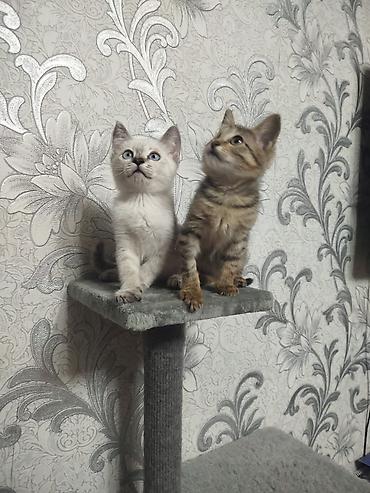 кошка белый: Котёнок с голубыми глазами - Возраст: примерно 1,5–2 месяца (по фото — 1