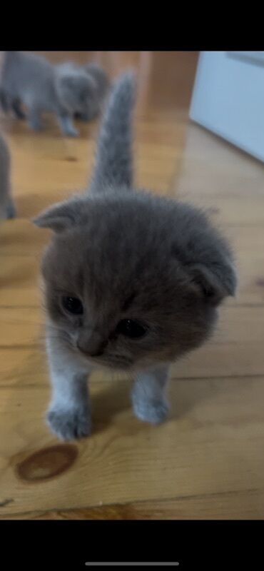 angora pişik: Şotland yastı qulaq, Erkək, Dişi