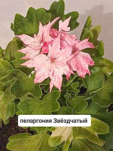 Герани и пеларгонии: Пеларгонии (герани) сортовые в горшках: - Тюльпанка — тюльпановидные — 5