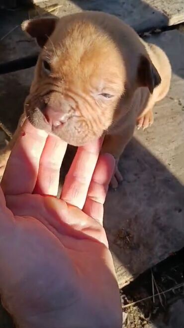 İtlər: Pitbul, 1 ay, Erkek, Peyvəndli, Pulsuz çatdırılma — 8