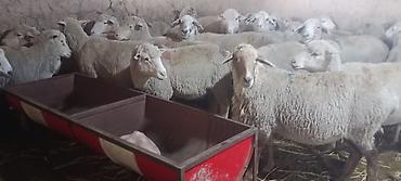 баран дорпер купить: Продаю | Ягненок — 3