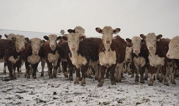 продаю эшака: Продаю | Корова (самка), Бык (самец), Тёлка | Ангус, Герефорд, Голштин | На откорм, На забой, Для разведения | Племенные, Стельные