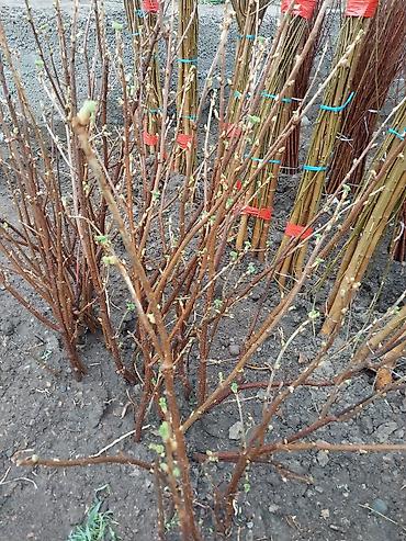 Другие фруктовые и ягодные растения: Саженцы плодовых культур (разные сорта) оптом и в розницу. Успейте — 26