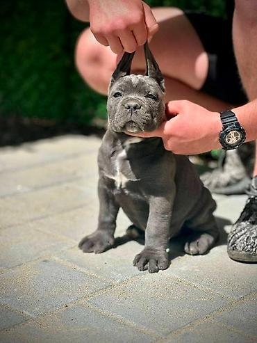 Psi: Cane Corso štenci Štenci Kane Korso stari 2 meseca na prodaju. U — 6