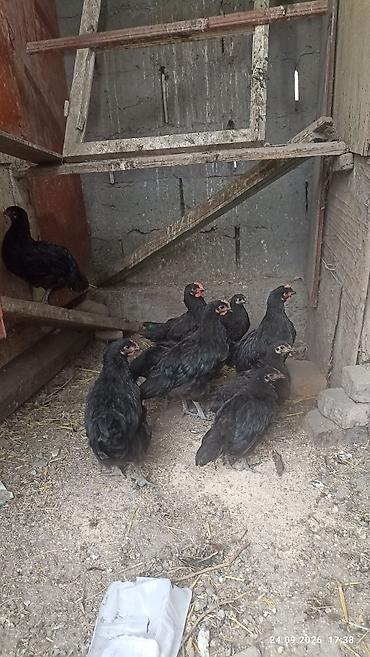 купить ара попугай: Продаю цыплят, джерси гигант . 9 штук. 3месяца . 4 петушка и 5 — 3