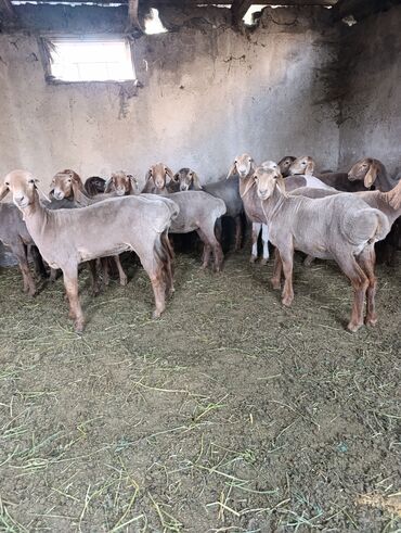 замороженная кукуруза: Продаю | Овца (самка), Ягненок | Арашан | Для разведения | Матка, Ярка, Ягнившаяся
