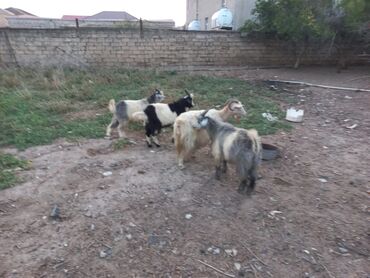 Qazlar: Erkək, Zanen, il: 3, Südlük, Ünvandan götürmə