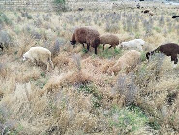 Коровы, быки: Самец, Qala, лет: 1, 10 кг, Для разведения, Самовывоз