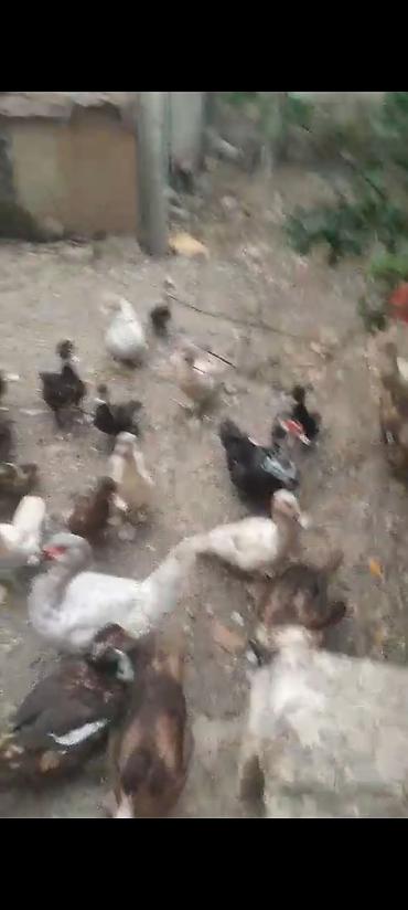 ev dovşan: Satılır: cins ördəklər - Şəkillərdə müxtəlif rəng çalarlarında (ağ — 3