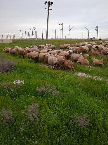 Qoyunlar, qoçlar: Dişi, il: 1, Damazlıq, Ünvandan götürmə — 8