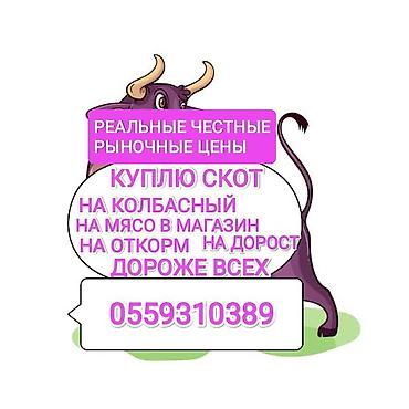 Колбасный цех : Коровы, быки, | На откорм — 1