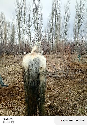 Лошади, кони: Продаю | Кобыла (самка) | Рабочий — 5