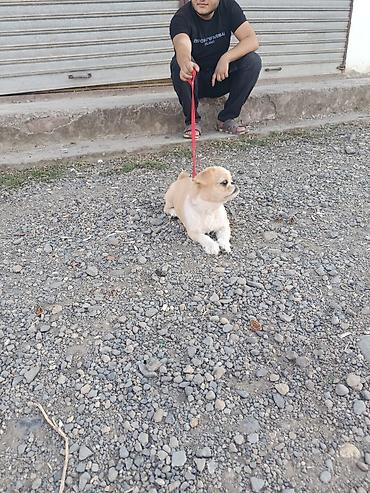 pomeranian spitz satilir: Pekines, 7 ay, Dişi, Peyvəndli, Ödənişli çatdırılma — 5