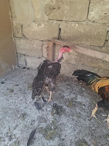 Kənd təsərrüfatı quşları: Xoruz, Heyratı, il: 2, Ödənişli çatdırılma — 5