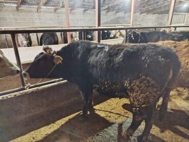Коровы, быки: Продаю | Тёлка | Алатауская | На забой, Для разведения — 4