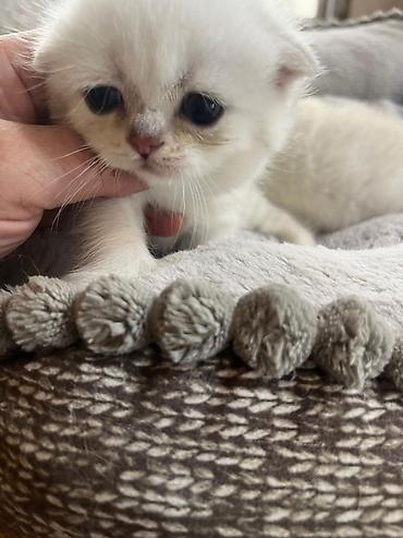 Pişiklər: Britan — 8