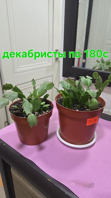 кактусы купить: Комнатные растения в горшках: - Декабрист (шлюмбергера) — — 3