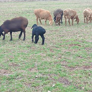 Баран, овца: Продаю | Овца (самка) | Арашан | Для разведения | Котные — 8