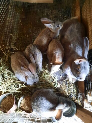 купить клетку для декоративного кролика бу: Сатам | Коендун бөжөктөрү