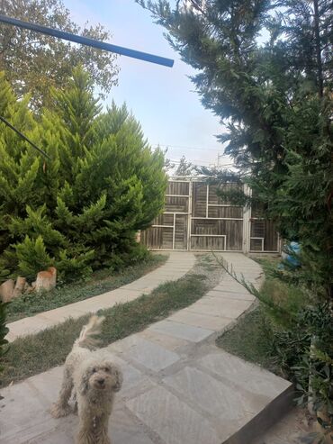 купить дом в азербайджане баку: Yaşıl həyətli fərdi ev sahəsi 6 sot torpaq1 sot ev,2 otağ hazır