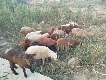Коровы, быки: Самец, Qala, лет: 1, 10 кг, Для разведения, Самовывоз