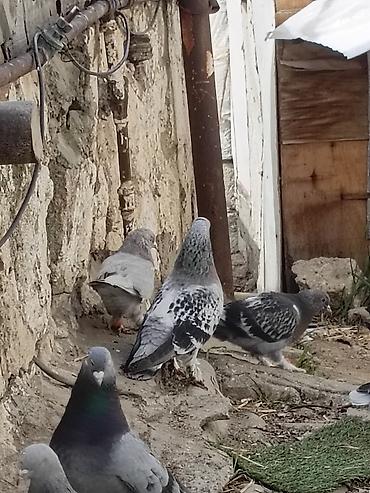 Quşlar: Orginal Hazır Yumurtaya Döyən boz çakmaklılar Satışa çıxdı. Quş çox — 1