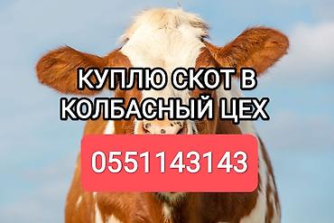 живой корм: Частное лицо : Лошади, кони, Коровы, быки, | Любое состояние, Забитый, Круглосуточно — 1