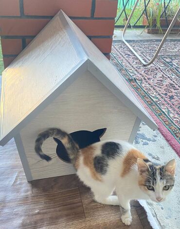 Yuvalar: Salam. Pişik, dovşan və itlər üçün keyfiyyətli yuvalara sifariş qəbul — 4