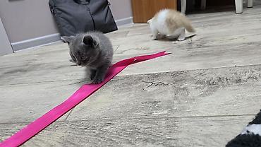 Продажа кошек: Скотиш Фолд (Шотландская вислоухая), 1 месяц, Девочка, Голубой, Приучена к лотку — 2