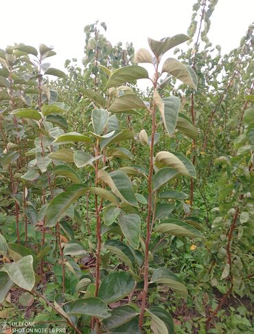 Şitillər: Meyvə tingləri satışdadır və sağlam zəmanətli sifariş verə bilərsiz -da lalafo.az — 23 Şitillər: Meyvə tingləri satışdadır və sağlam zəmanətli sifariş verə bilərsiz — 23