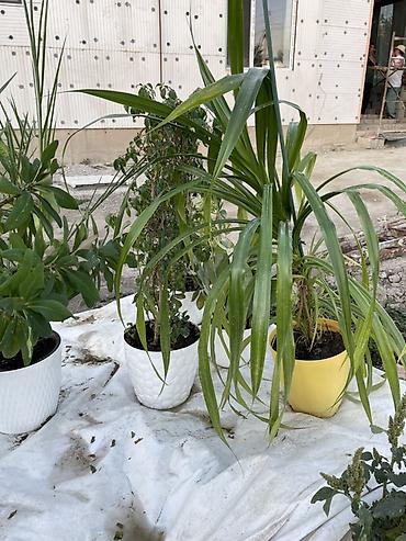 аквариум рыбки: Комнатные растения в декоративных кашпо В наличии несколько видов — 3