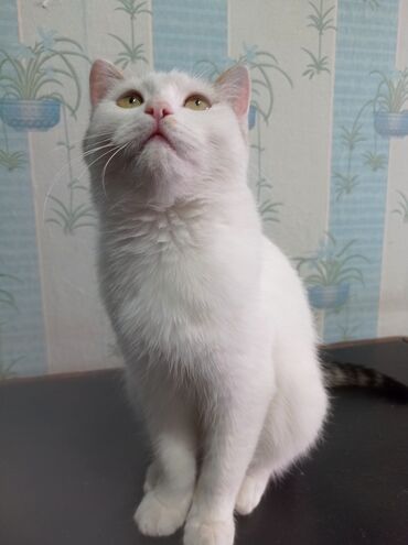 белый кошка: Котик 4 месяца, мальчик. Спереди весь белый, шёрстка мягкая-примягкая